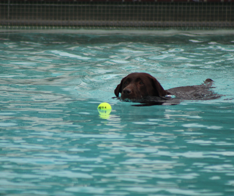 Drool in the Pool Website